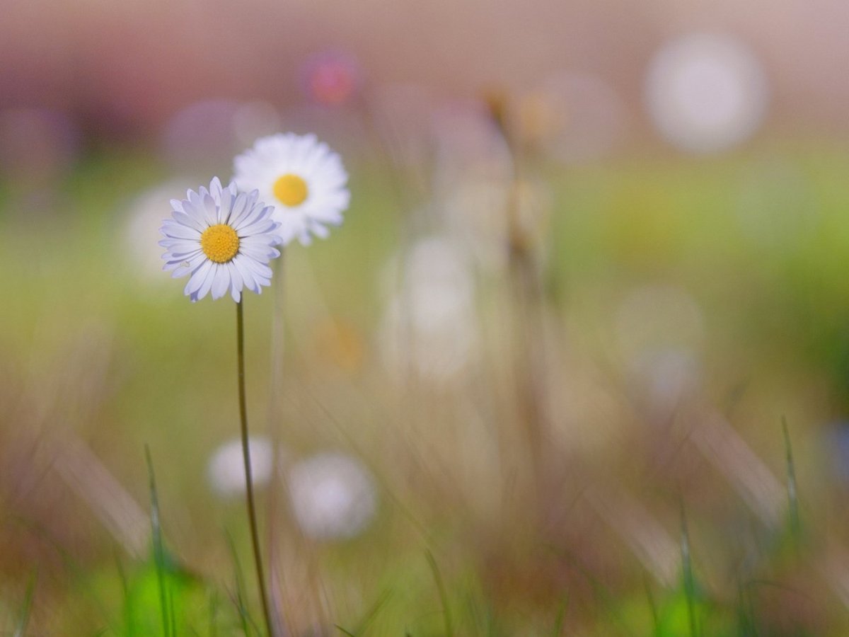 Цветок пробивается сквозь асфальт