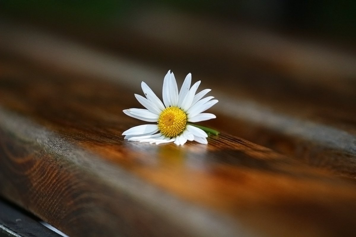 Одинокая Ромашка