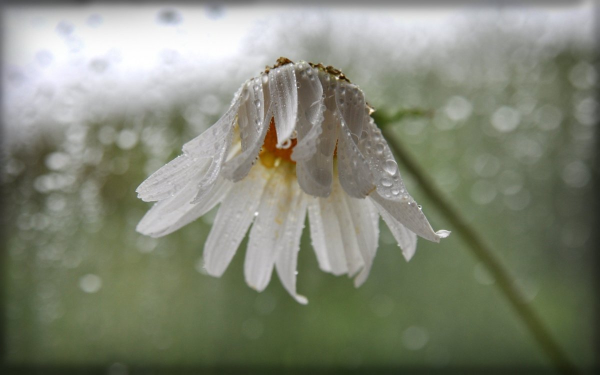 Увядшая Ромашка