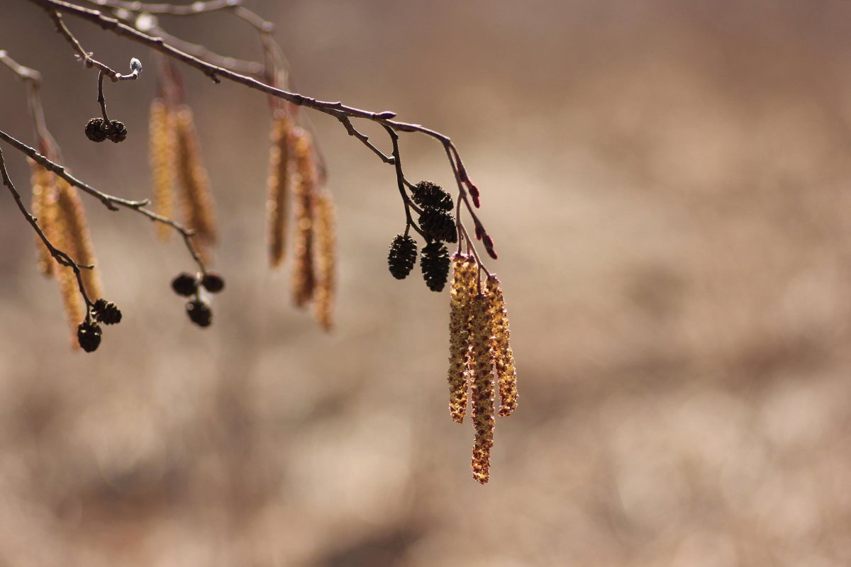 Ольха сережки