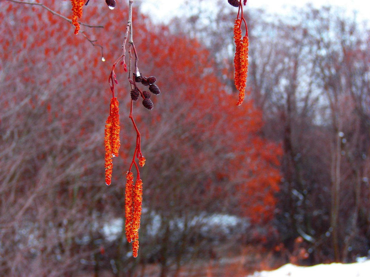 Серёжка Ольховая