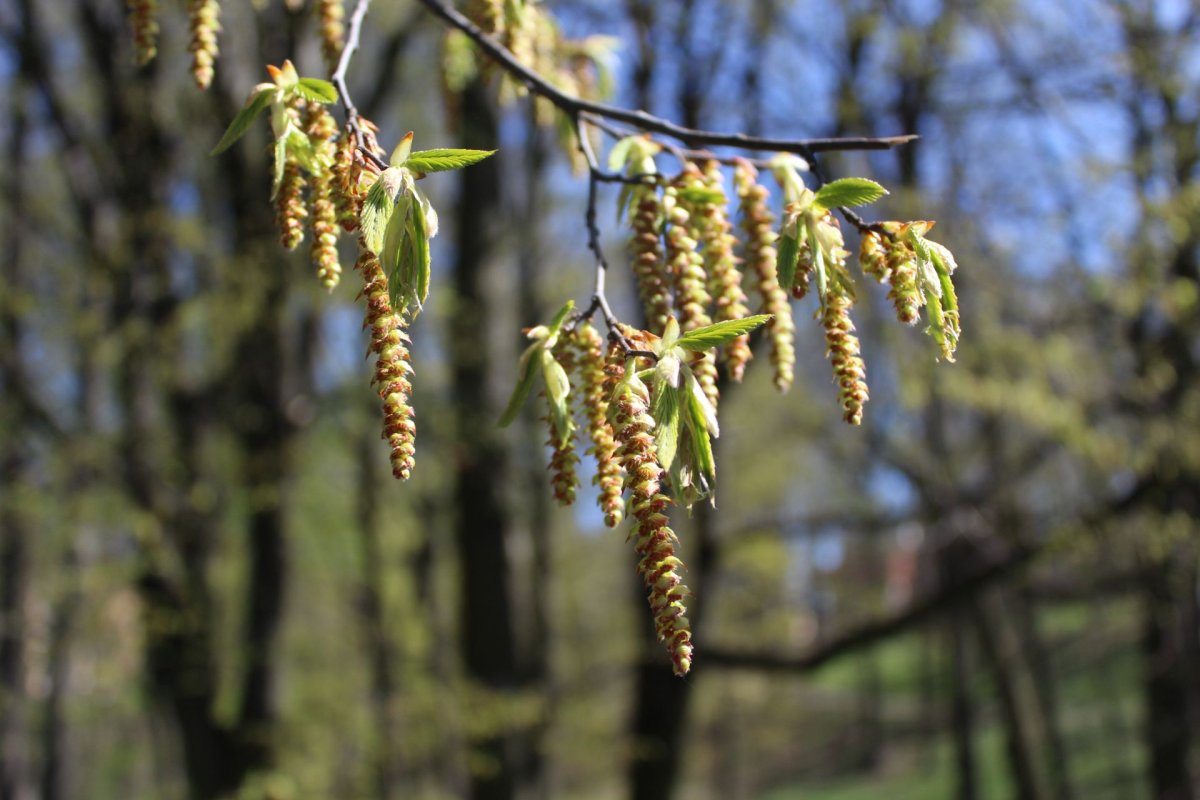 Соцветия Сережка ольха Тополь