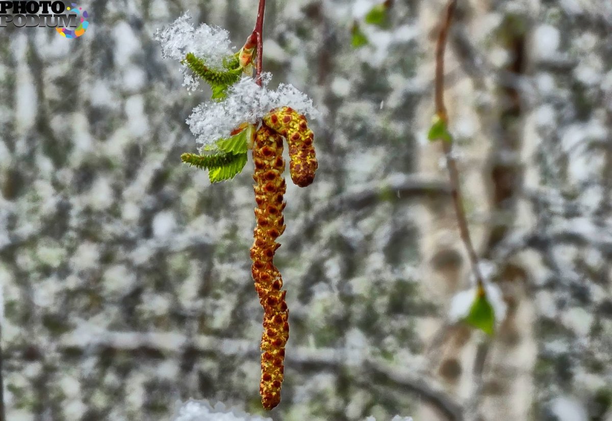 Серёжка Ольховая