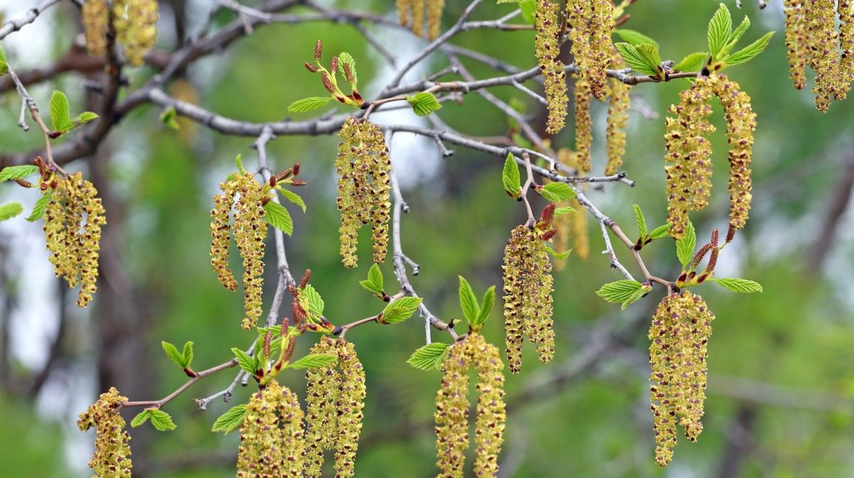 Сережки ольхи и орешника