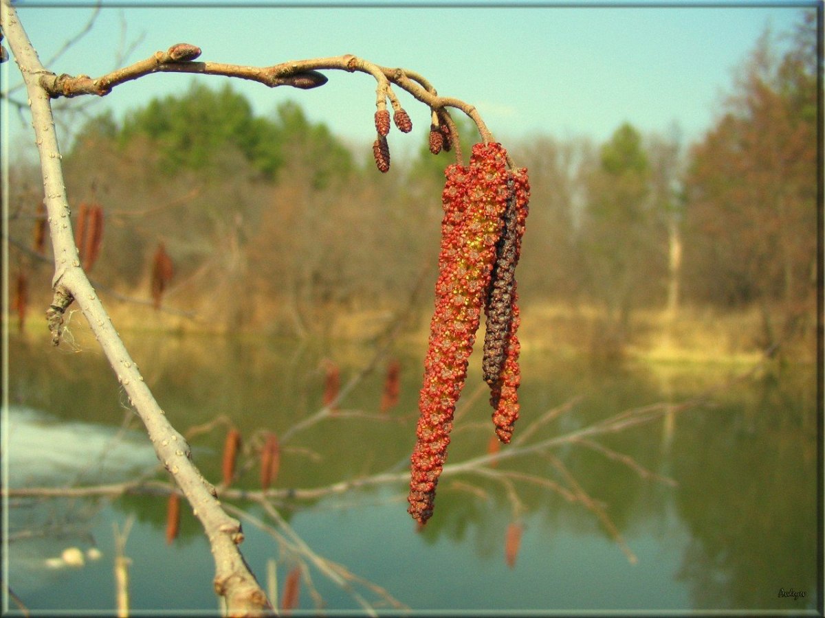 Сережка Ольховая легкая будто пуховая