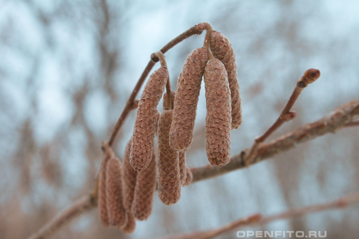 Ольха дерево почки