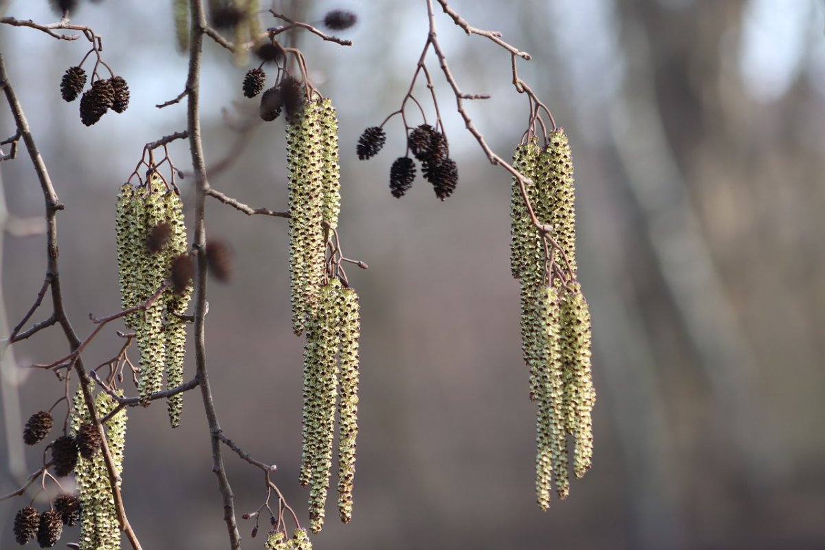Соцветие ольхи