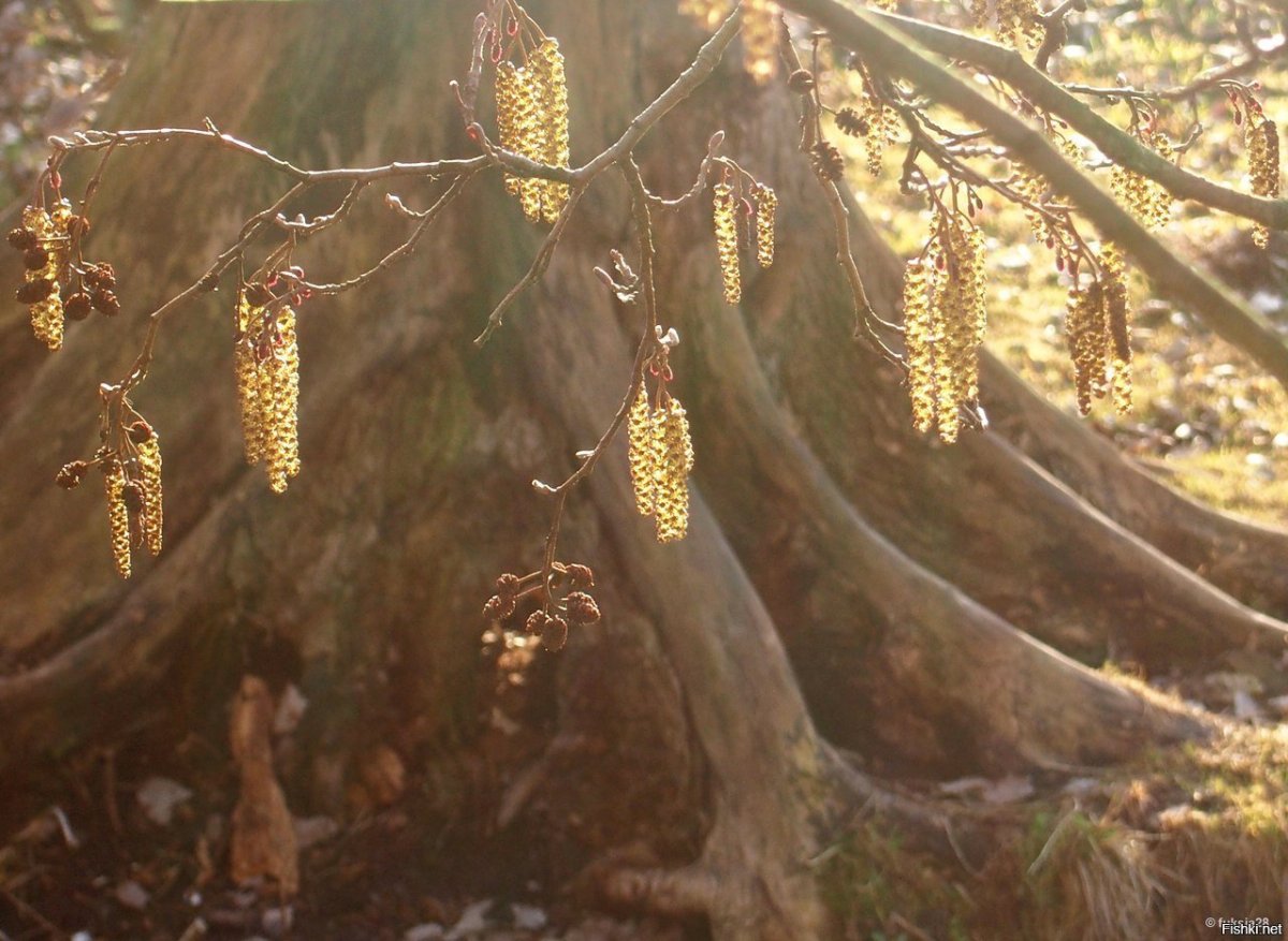 Евгений Евтушенко Ольховая Сережка