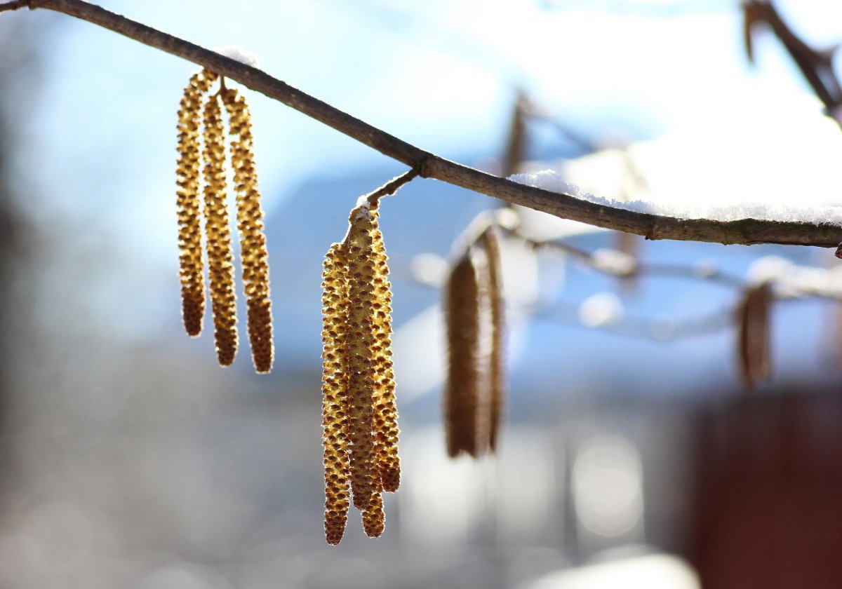 Береза цветет