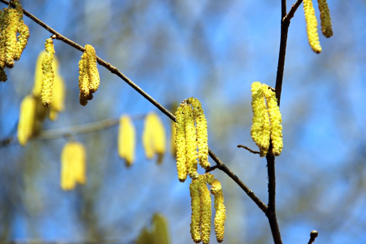 Ветка березы с сережками