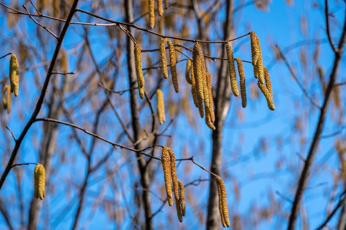 Серёжка Ольховая караоке