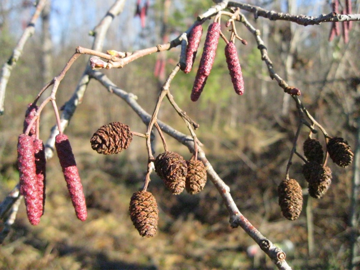 Ольха серая соцветия