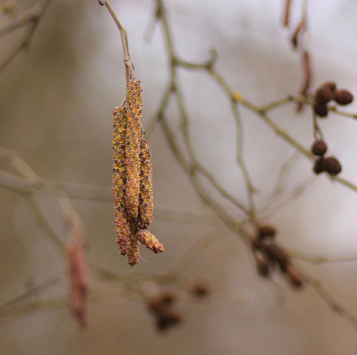 Серёжка Ольховая