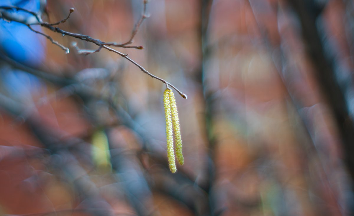 Сережка Ольховая Окуджава