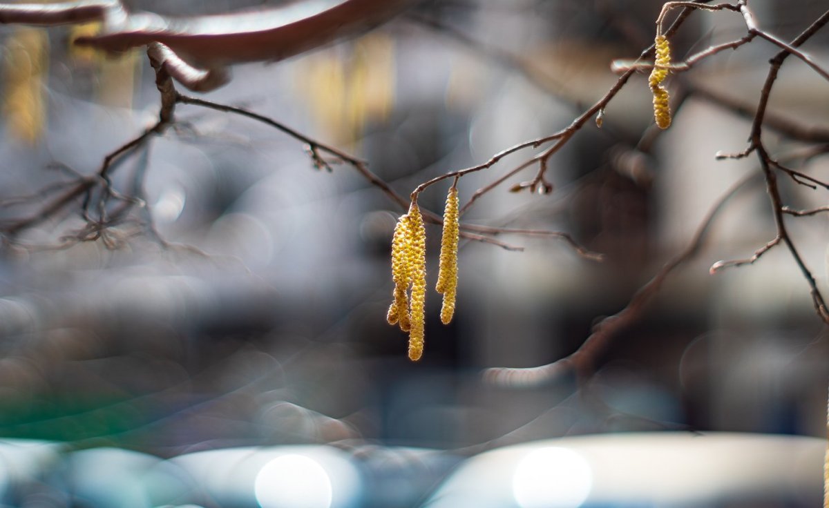 Ольха сережки дерево пыльца