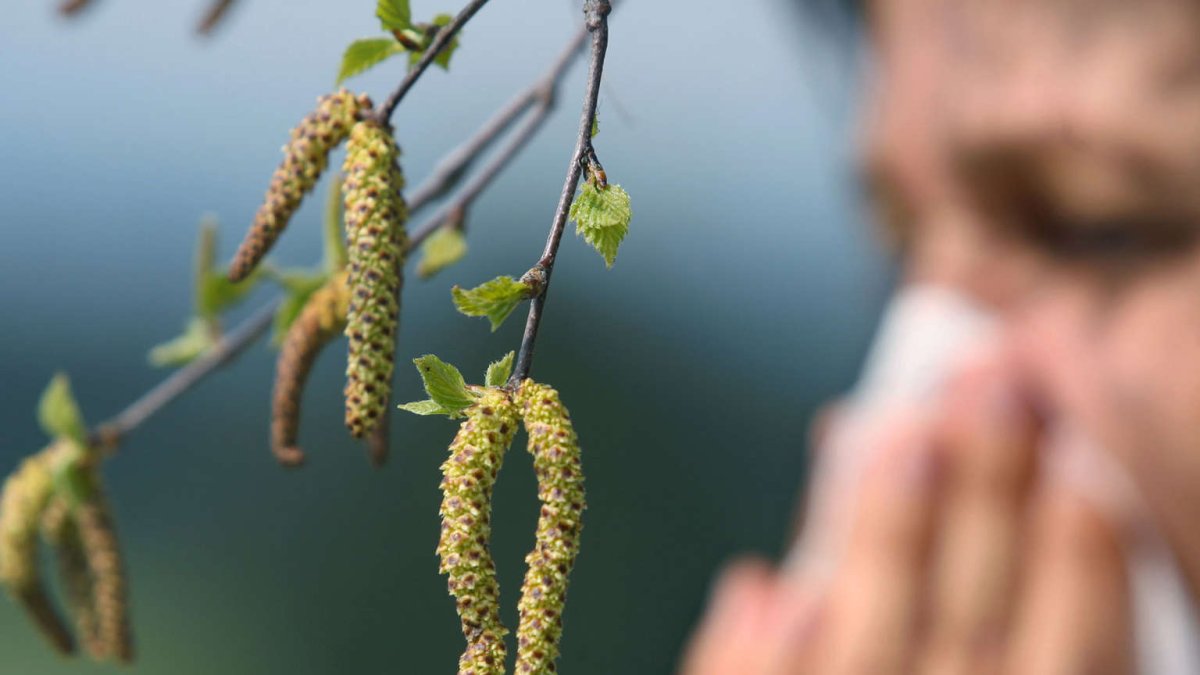 Тополь Симона серёжки