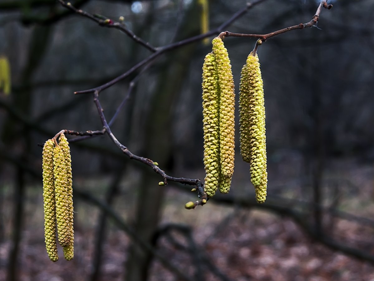 Ольха цветет