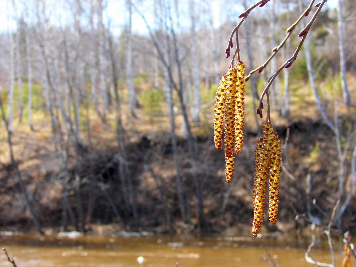 Сережки на Березе они