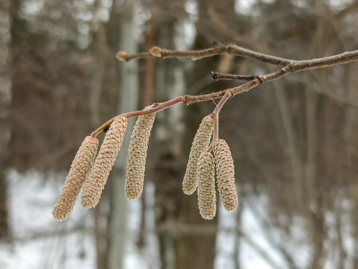Ивы, ольха, лещина;