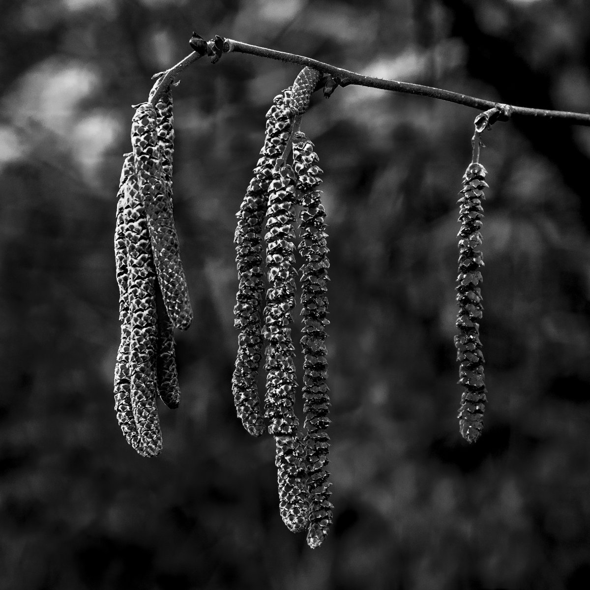 Лещина обыкновенная (Corylus avellana) соцветия окрас