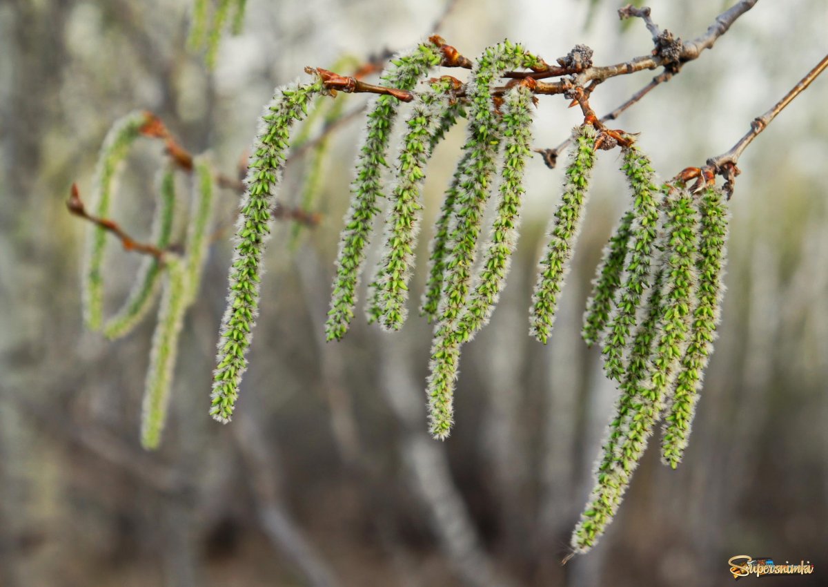 Ольха чёрно белое фото