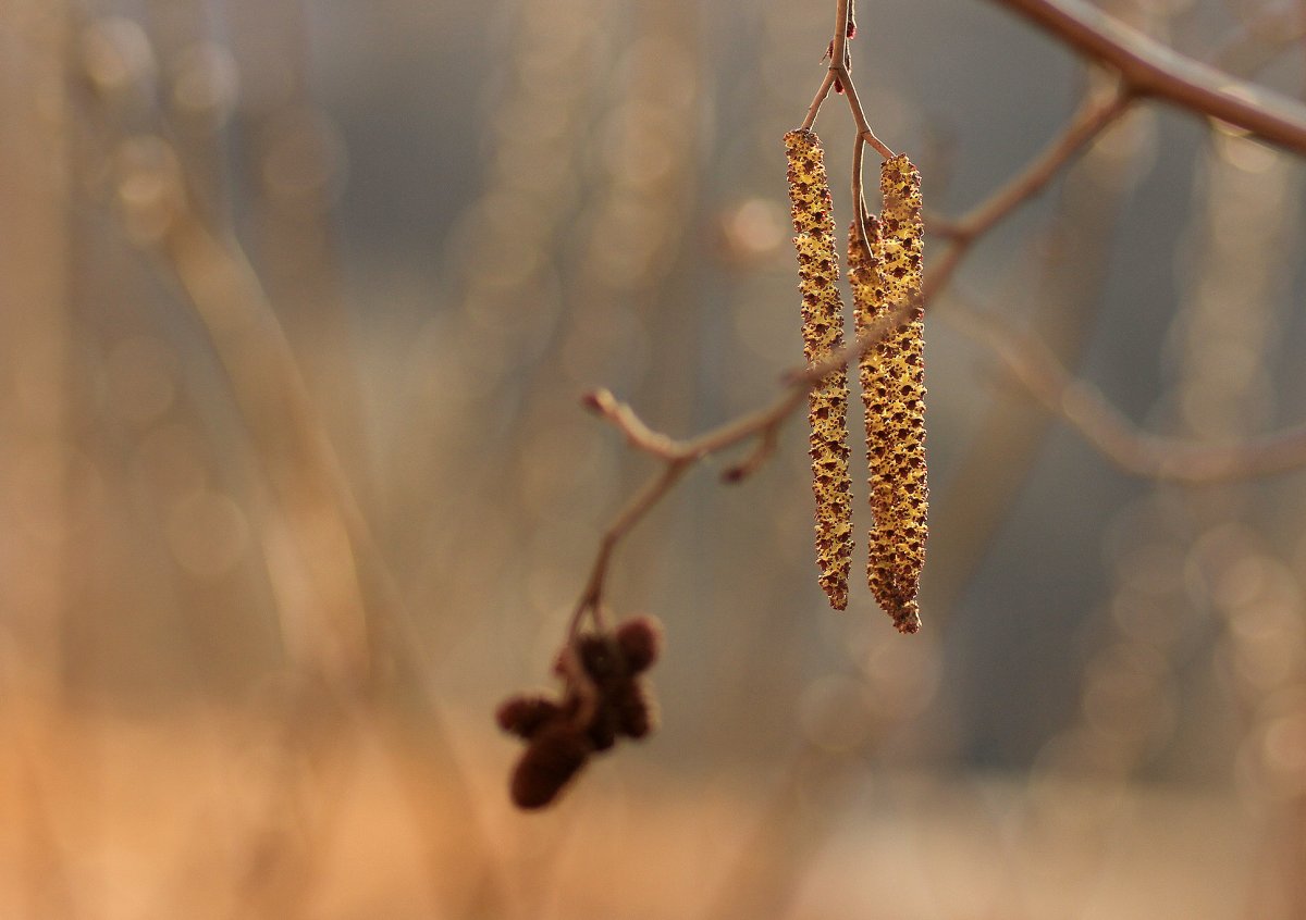 Тополь лавролистный сережки