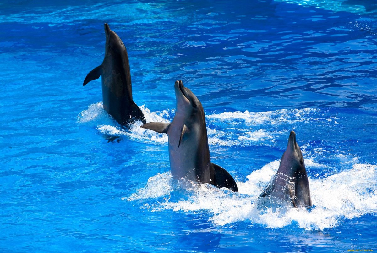 Дельфин фото