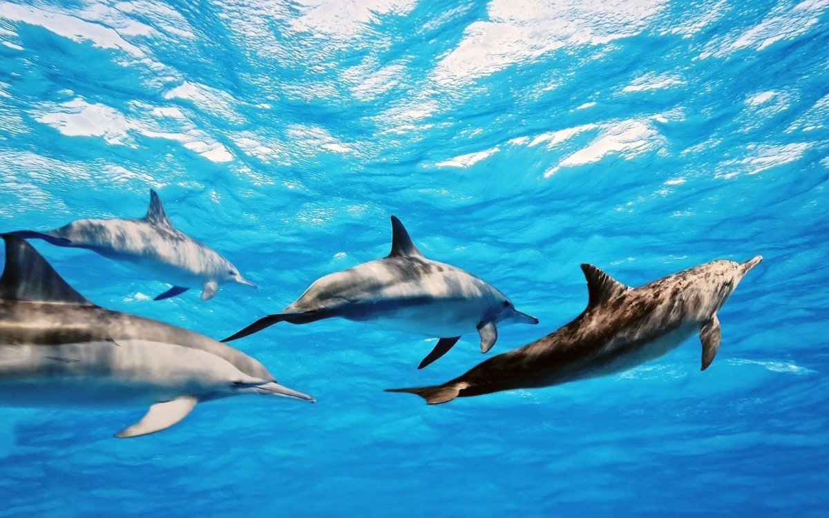 Дельфин млекопитающий