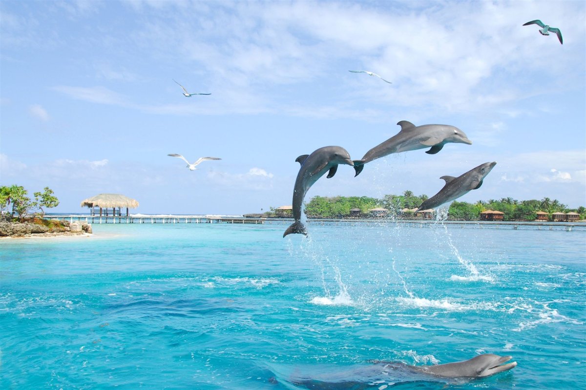 Дельфин в море