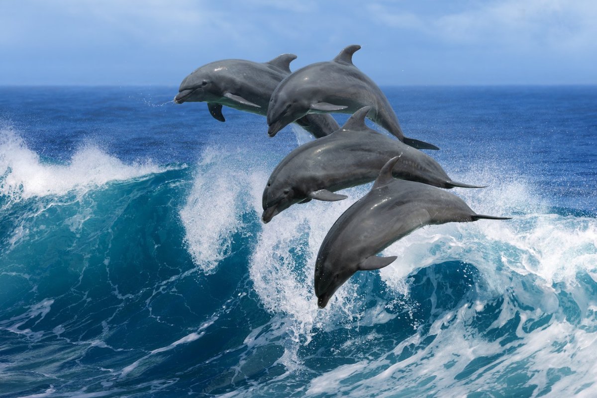 Самые красивые дельфины