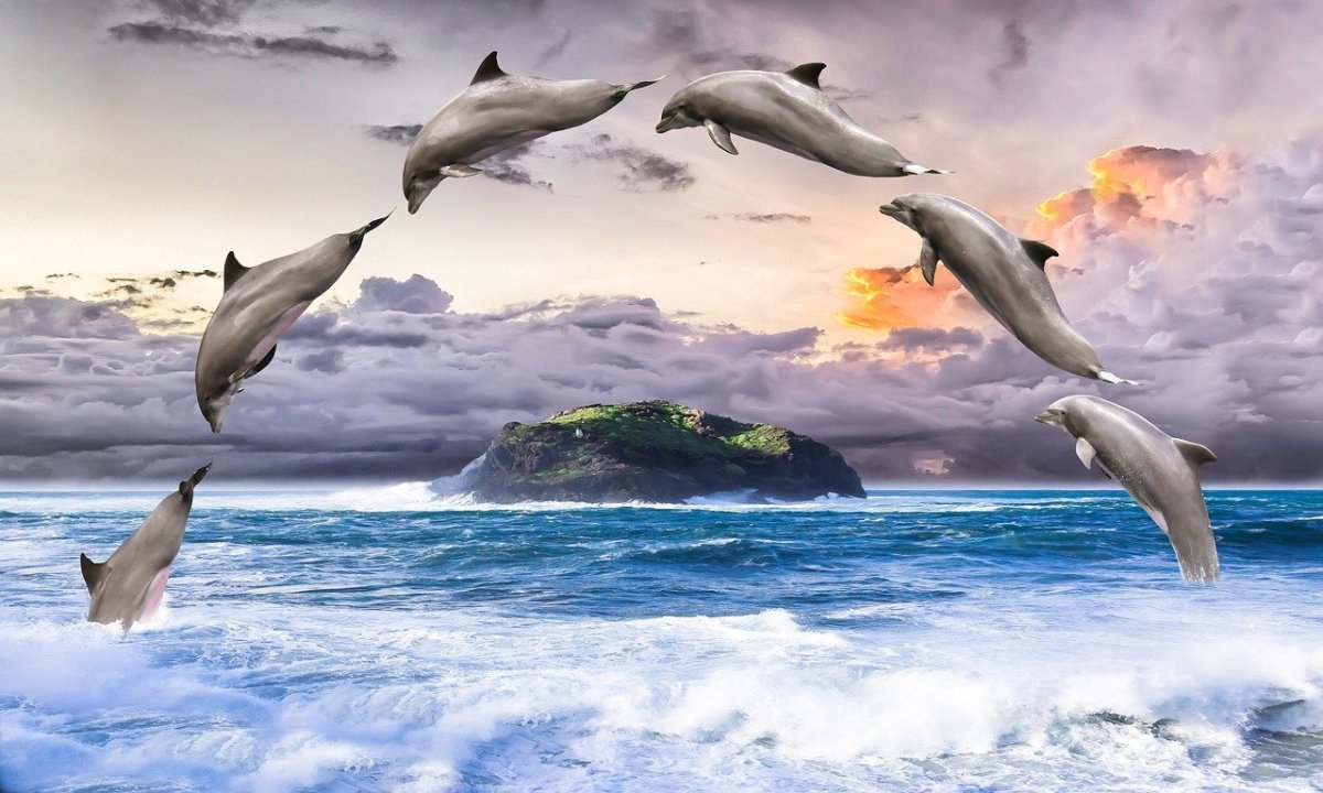 Дельфины над морем