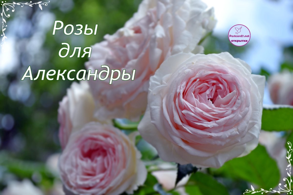 Имена мужские в картинках