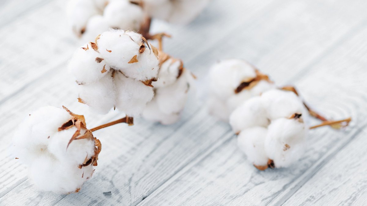 Белый хлопок цветок