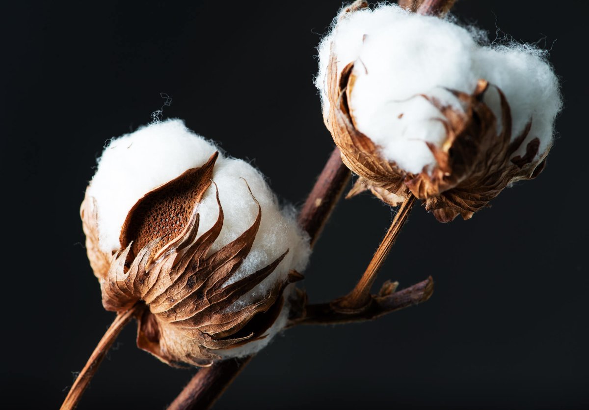 Хлопок на темном фоне