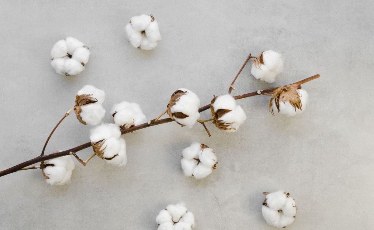 Хлопок цветок для фотошопа