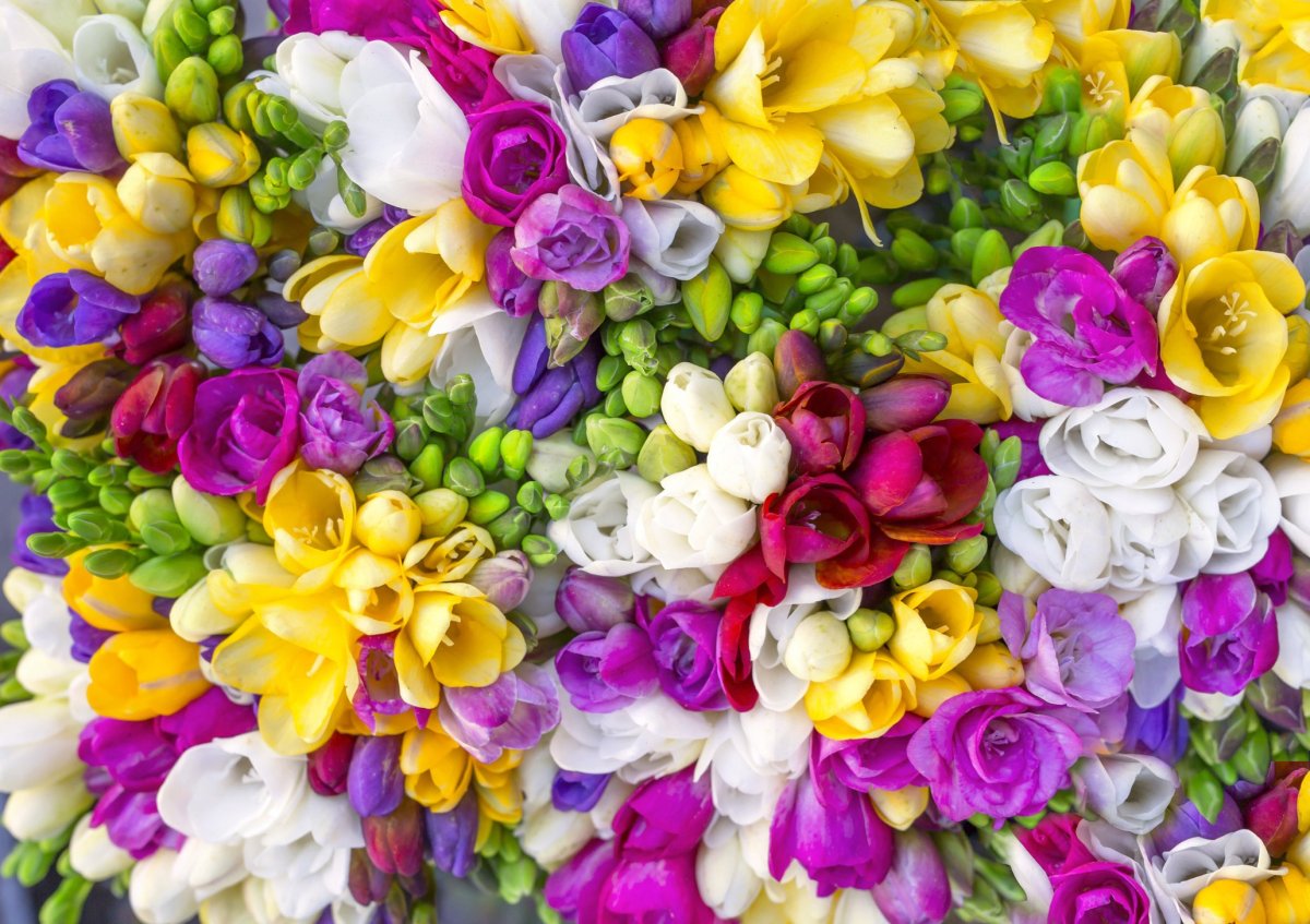 Фрезия букет