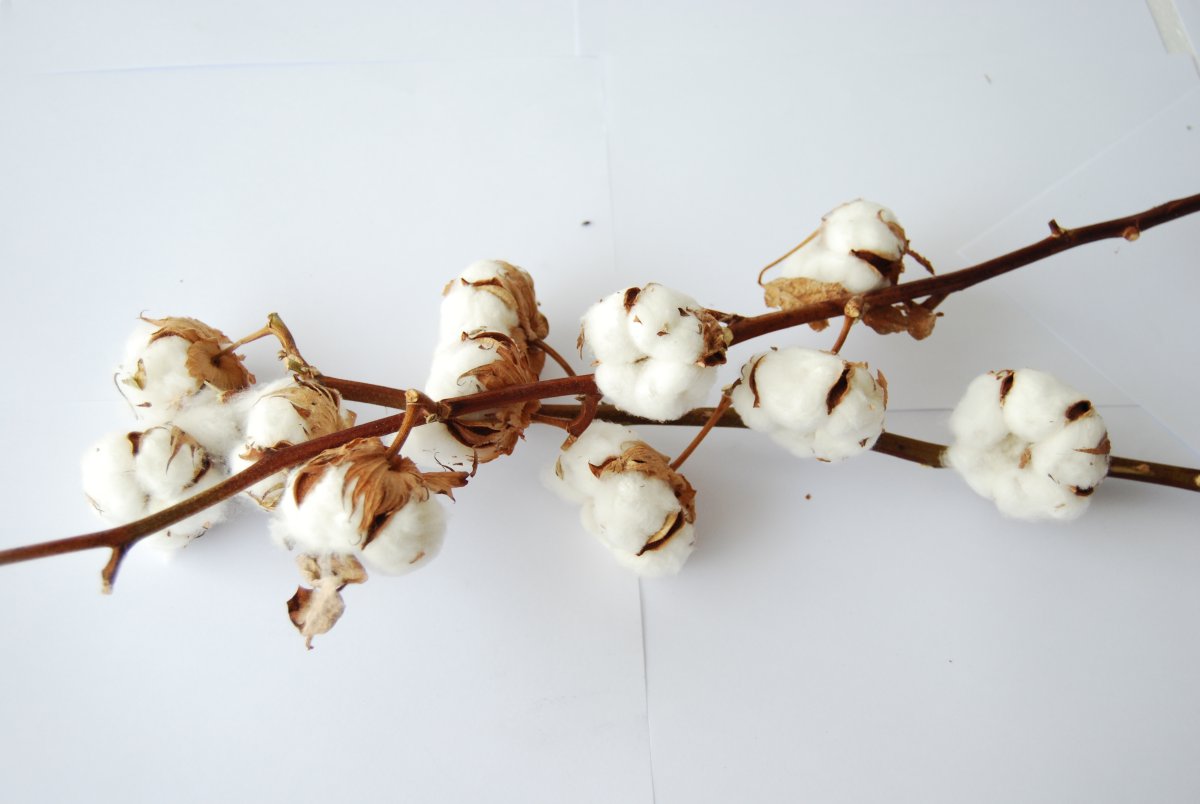 Госсипиум (хлопок) 1шт