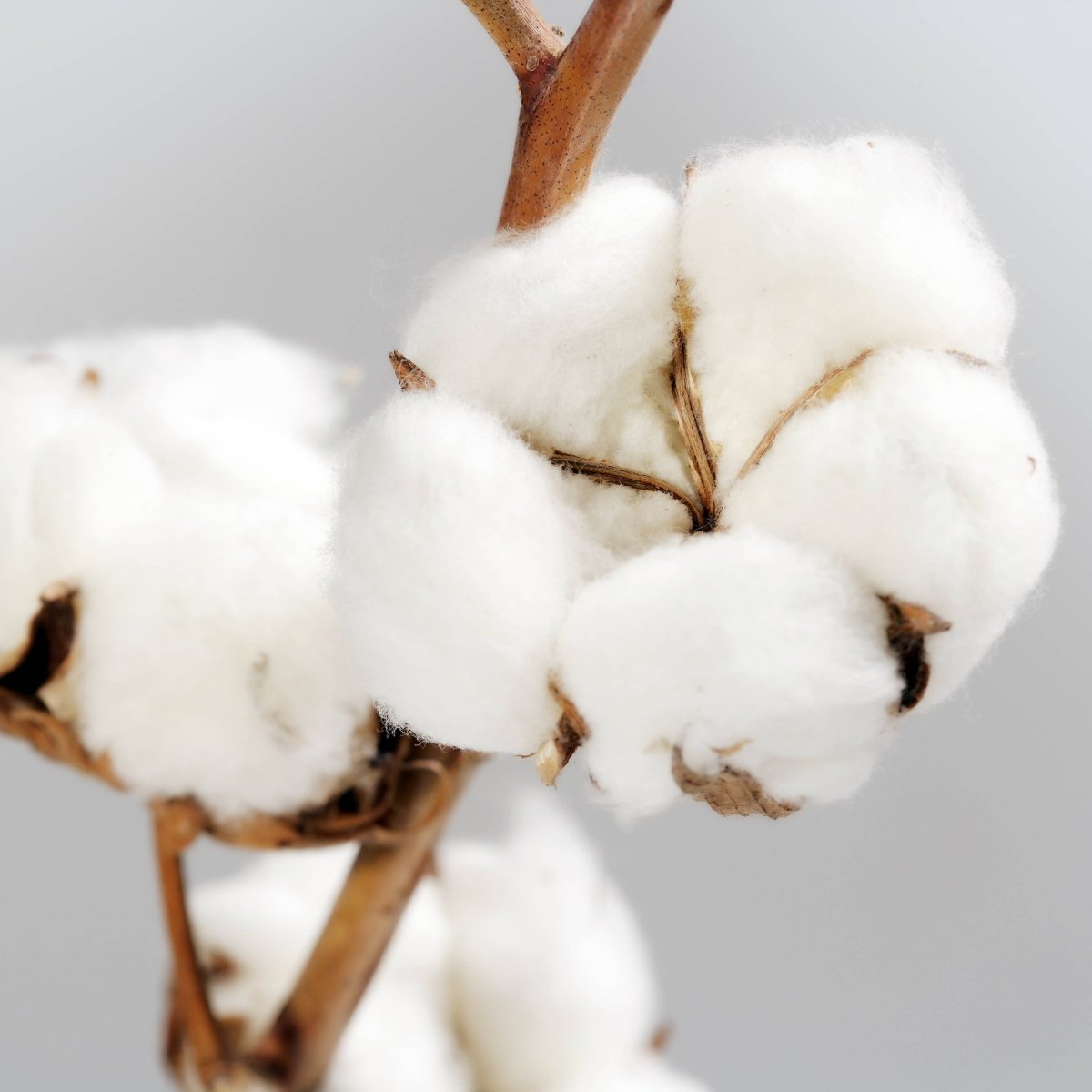 Хлопок растение в руках