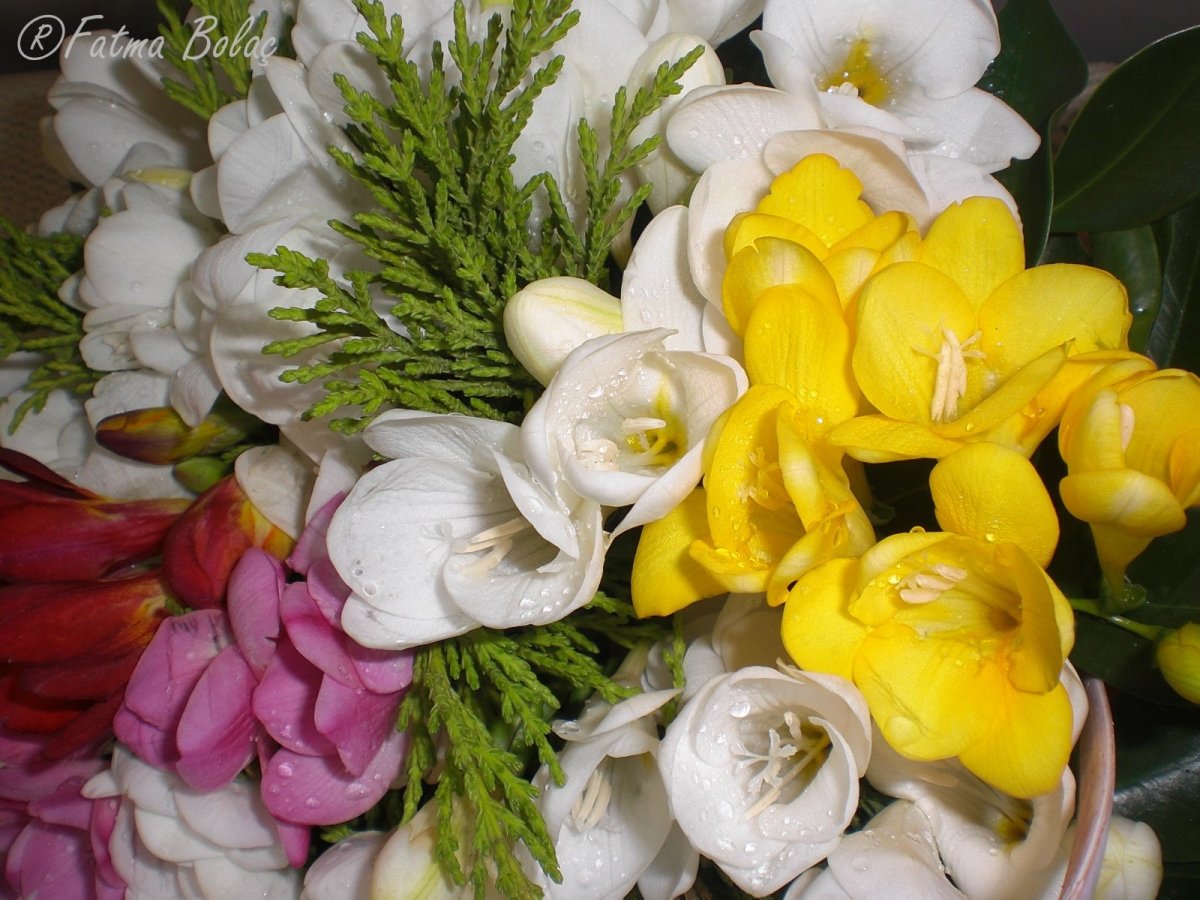 Фрезии букет невесты