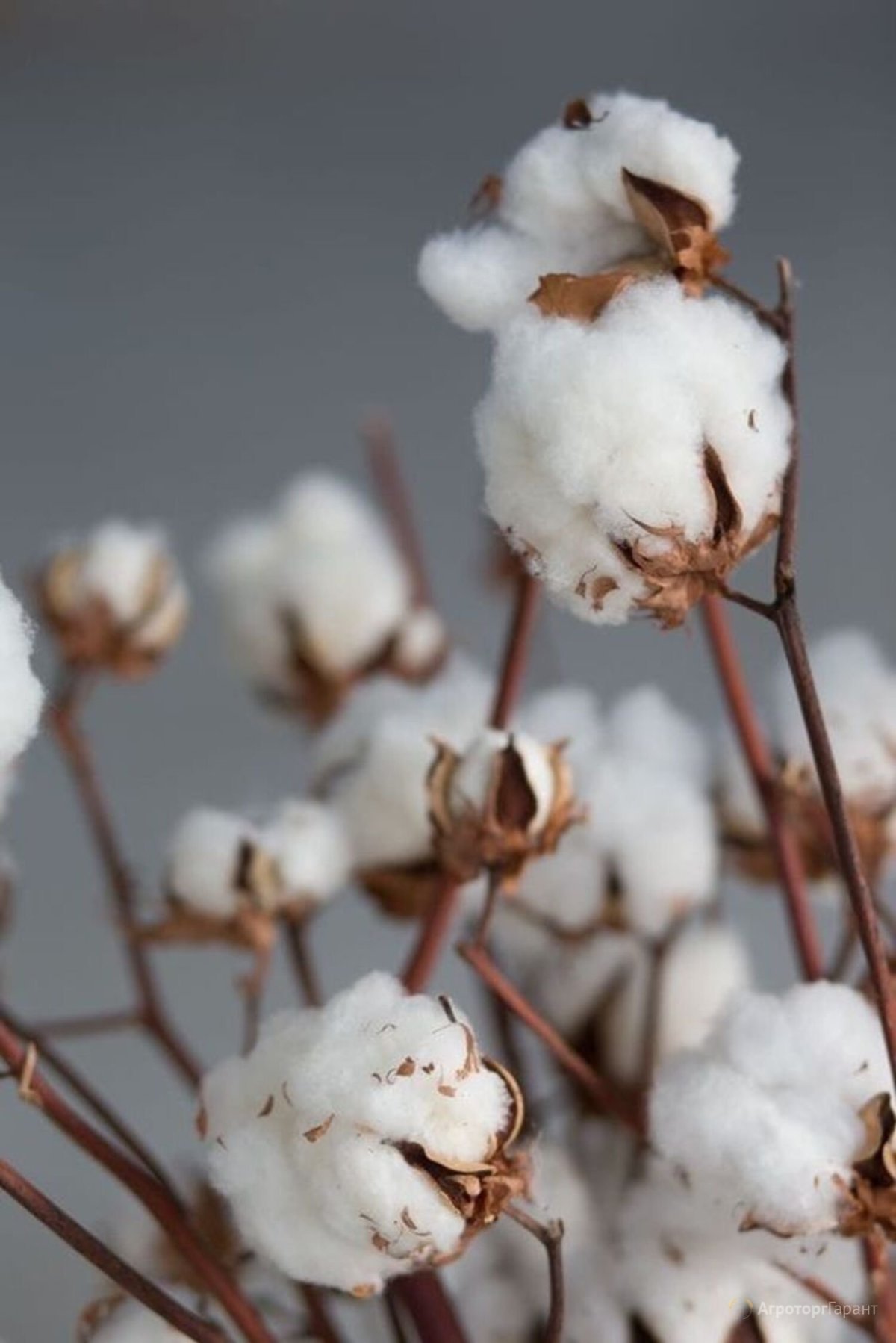 Длинноволокнистый хлопчатник