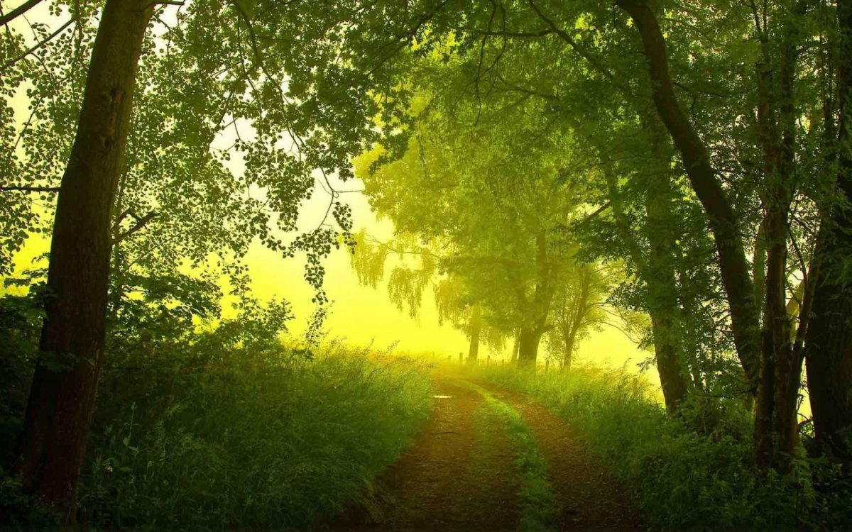 Лето в лесу