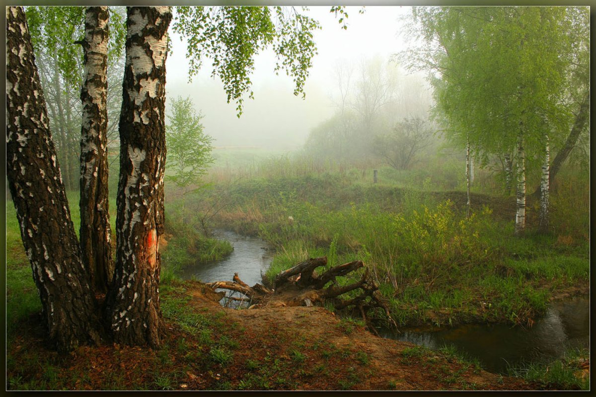 Ручей лес доброе утро