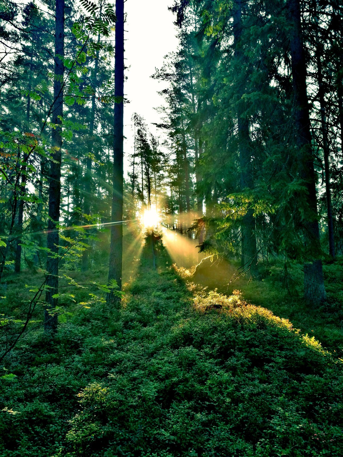 Прекрасный лес