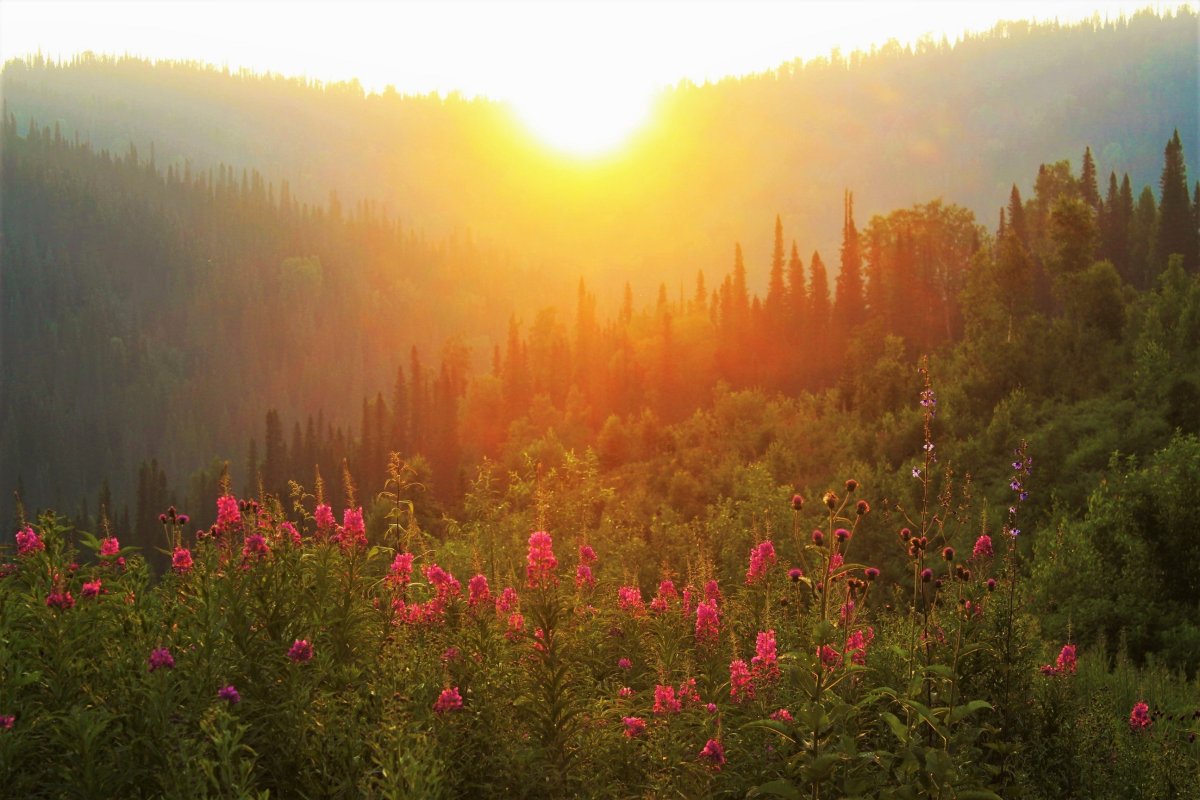 Утреннее солнце