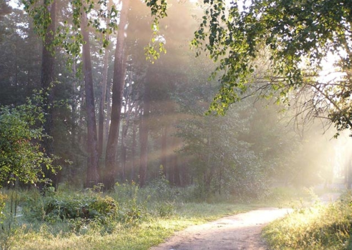 Доброе утро в лесу летом