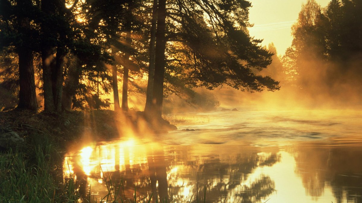 Лучи солнца в лесу