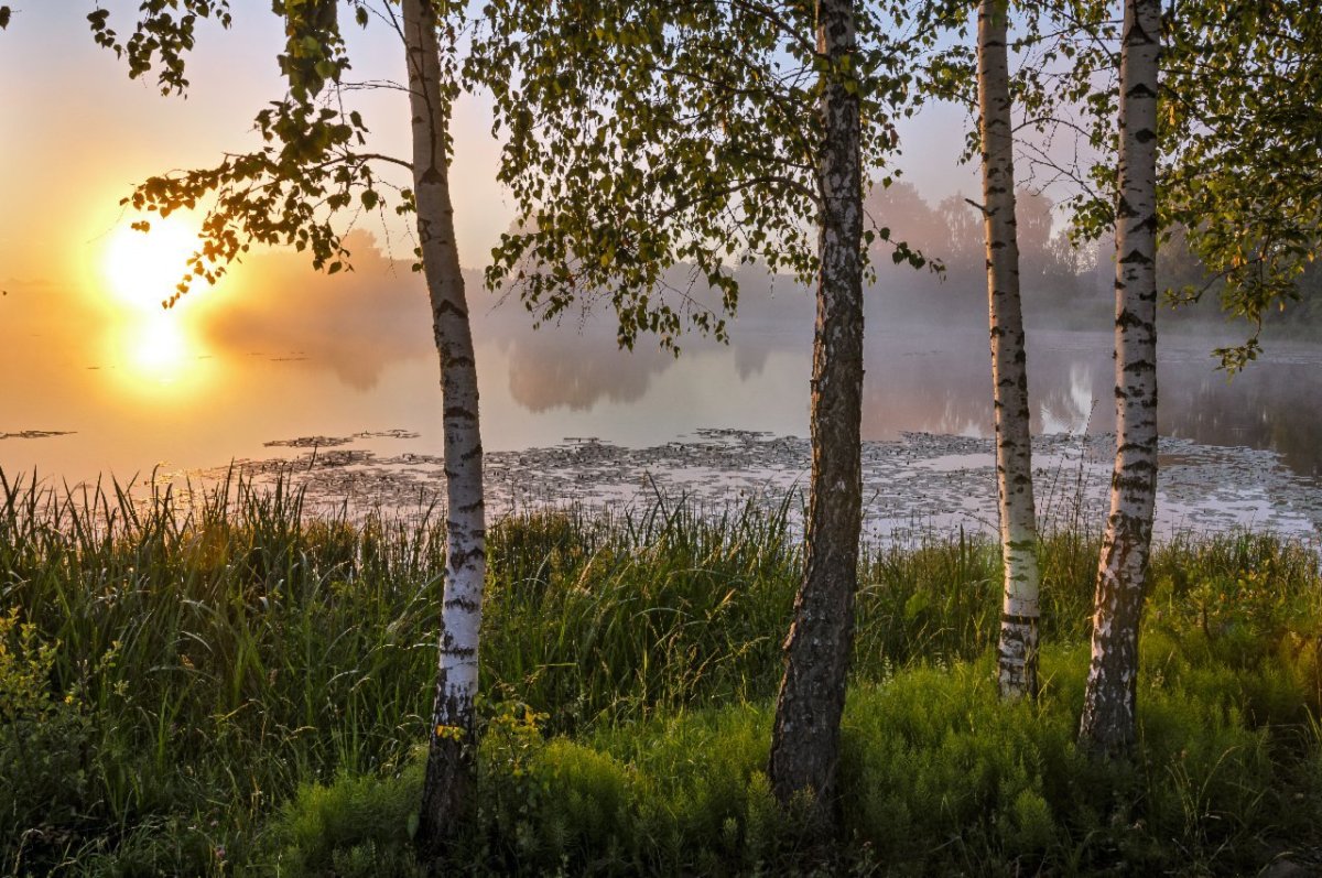 Березовая роща