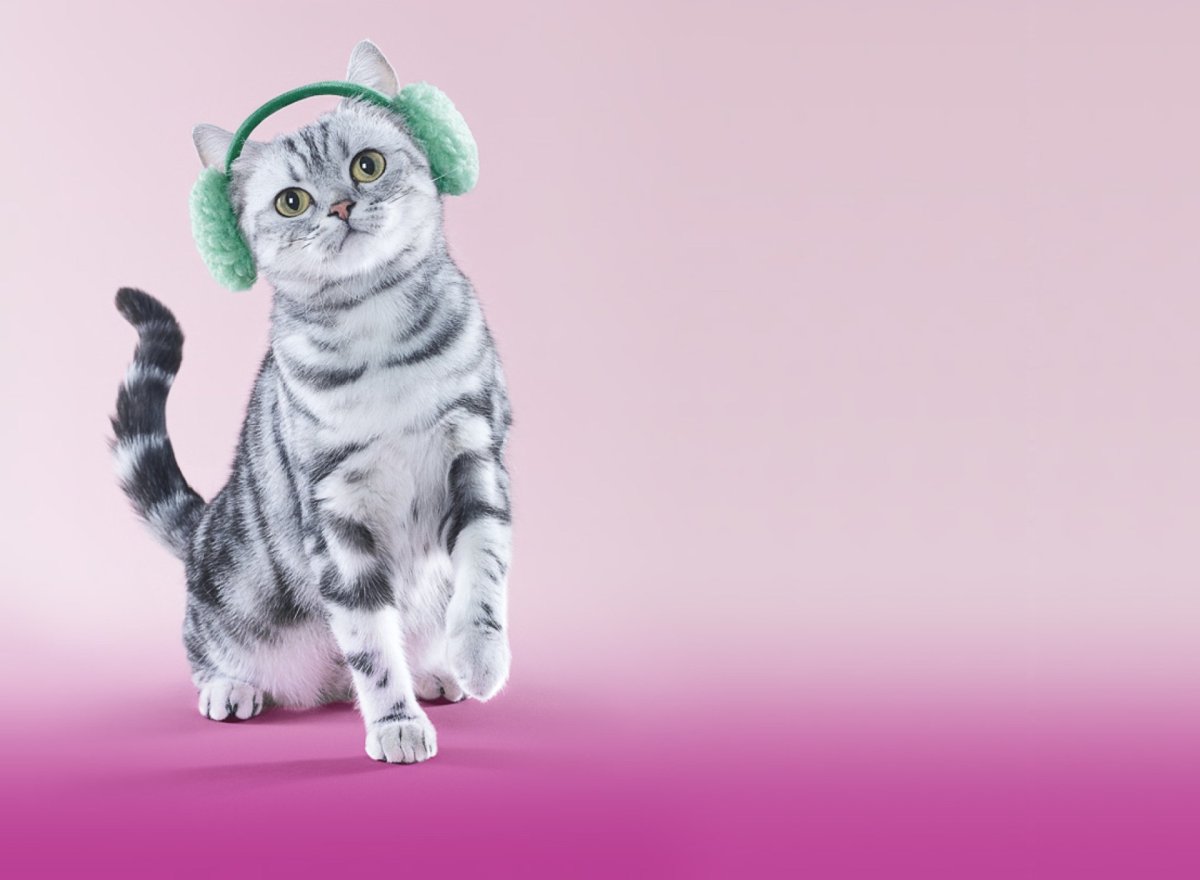 Няшные котики