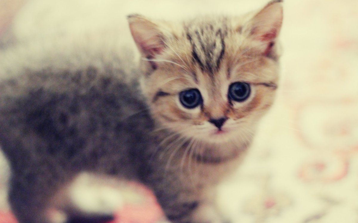 Няшные котики