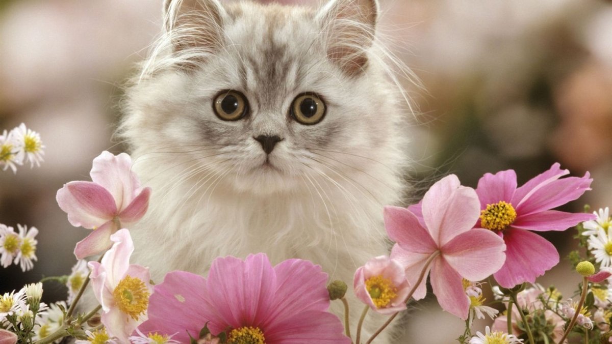 ВАНГОГВОМНЕ алмазная мозаика